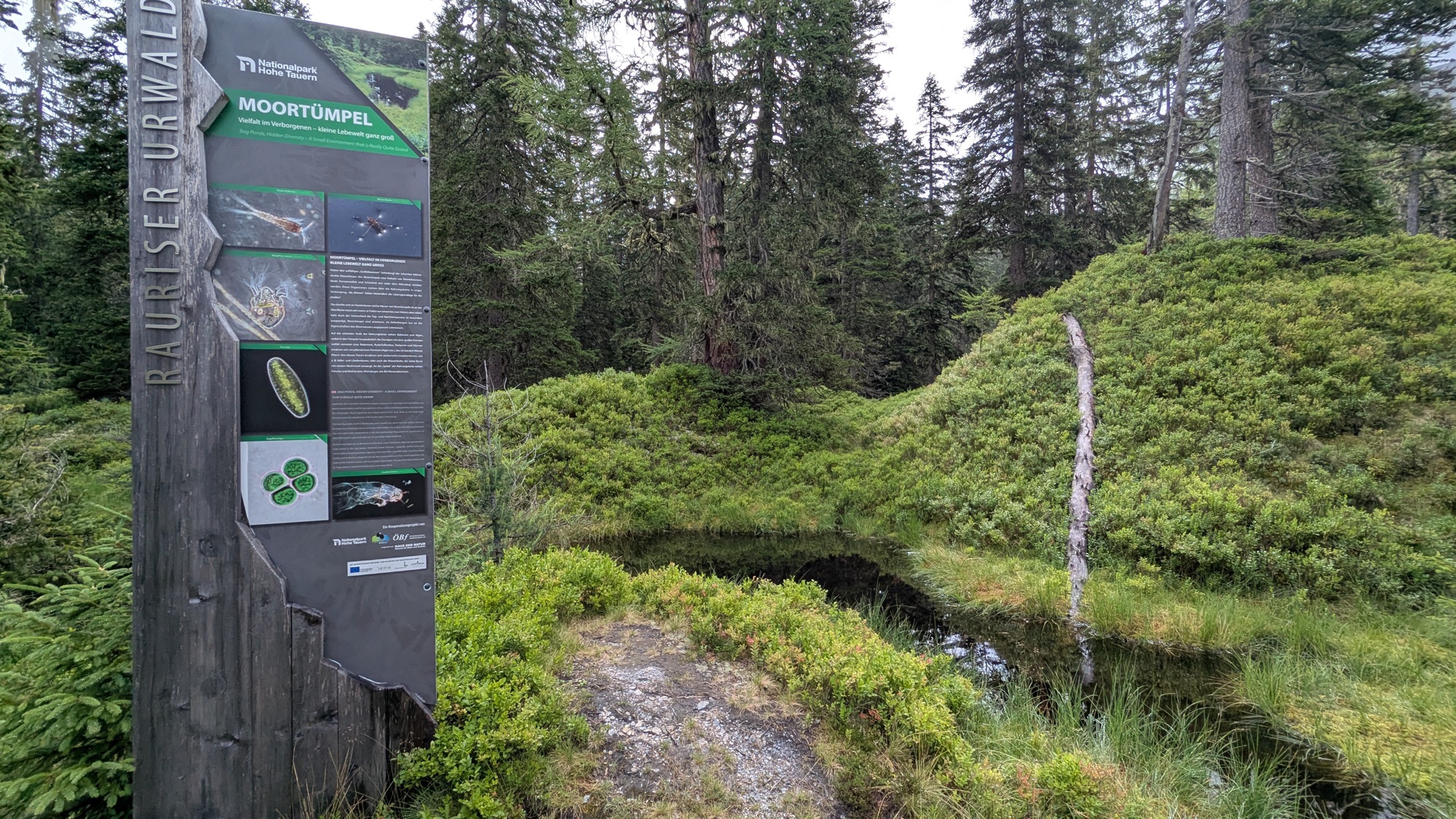 Lehrpfad-Station „Moortümpel“ im Rauriser Urwald: Informationstafel an einem kleinen Moorteich